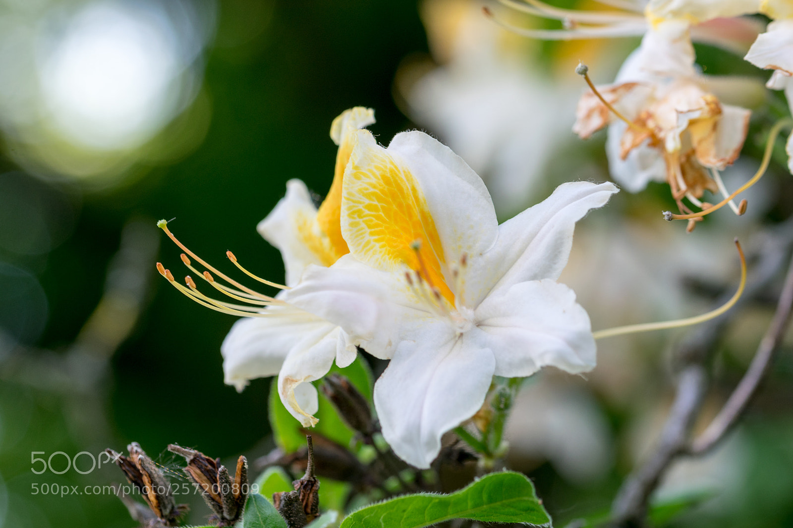 Nikon D3300 sample photo. Springtime photography