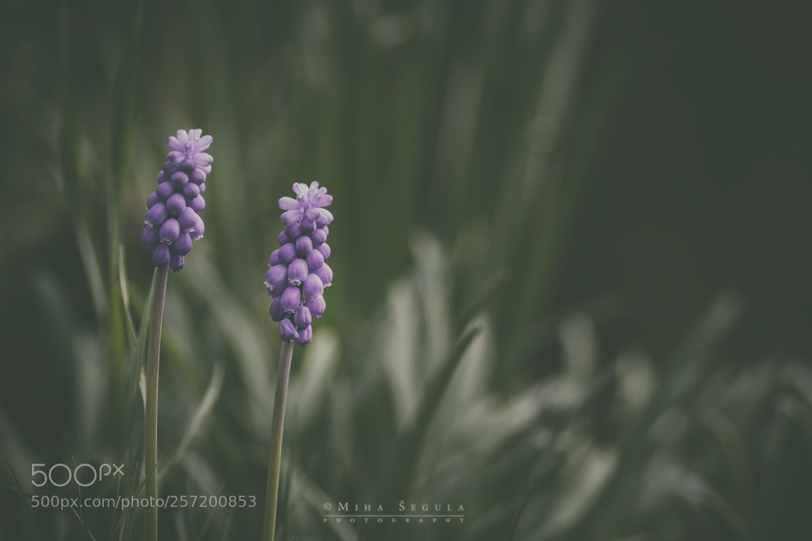 Nikon D7100 sample photo. (675) photography