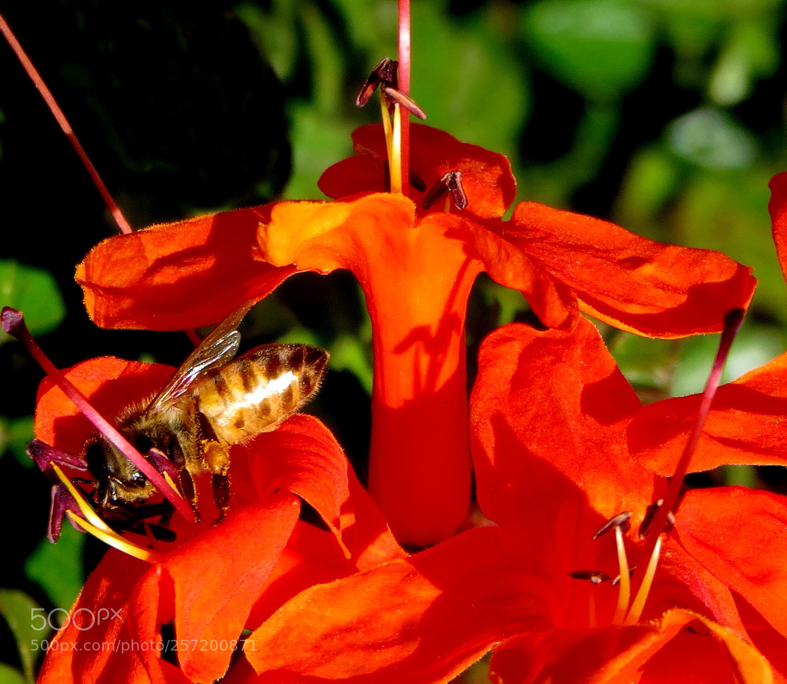 Canon PowerShot SX50 HS sample photo. Bee enjoying a red photography