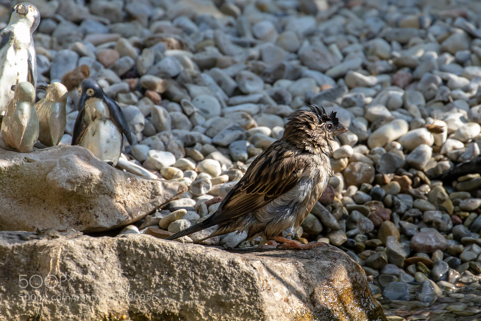 Canon EOS 80D sample photo. Spatz am wasser photography