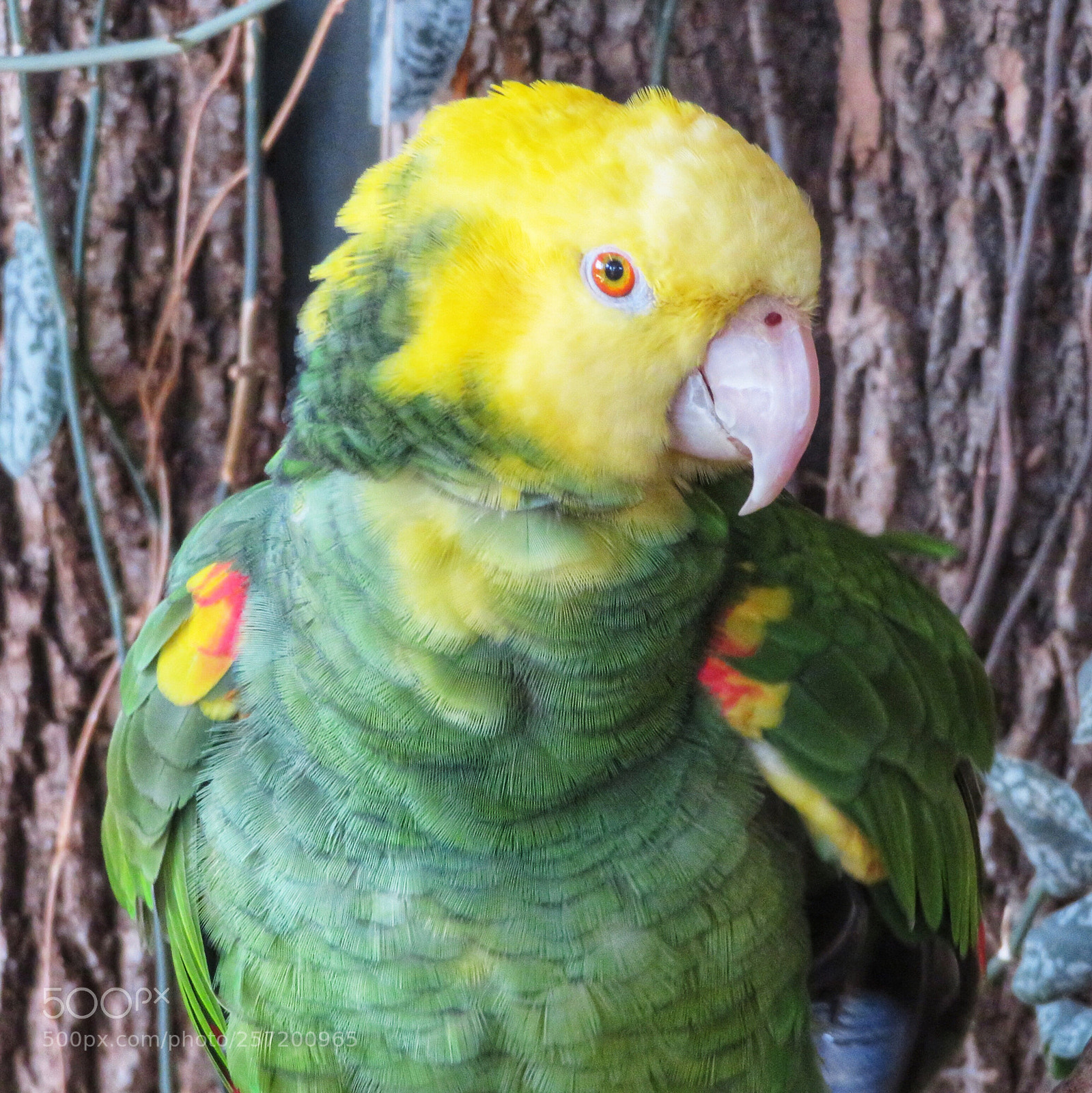 Canon PowerShot SX720 HS sample photo. Double yellow-headed amazon photography