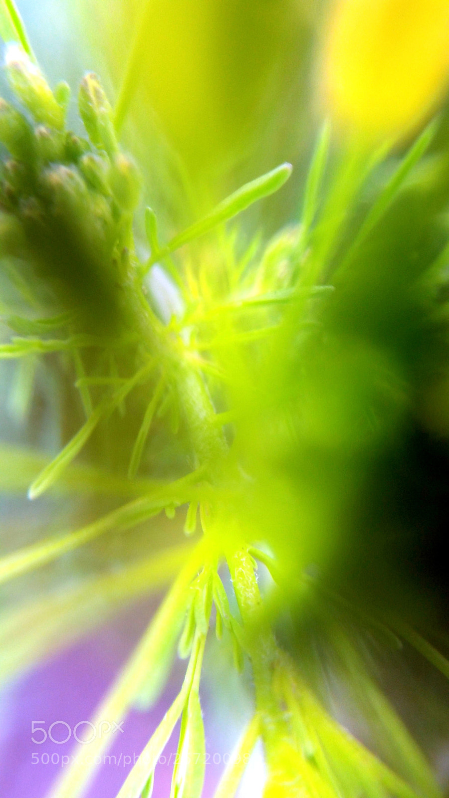 Samsung Galaxy Note4 sample photo. Focus unfocus (4 of 4) photography