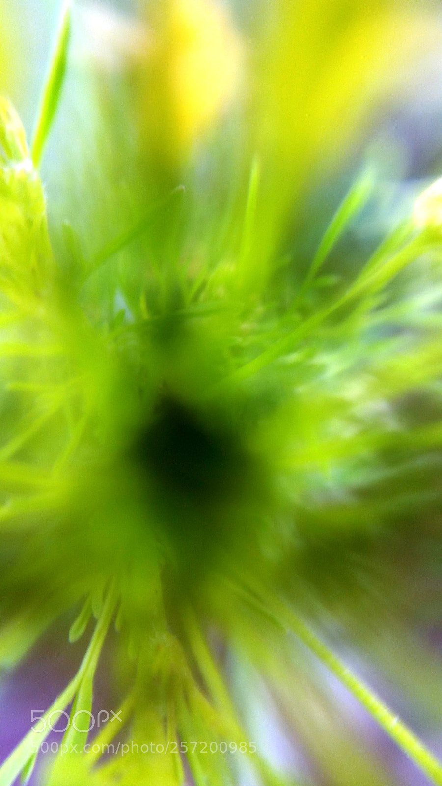 Samsung Galaxy Note4 sample photo. Focus unfocus (3 of 4) photography