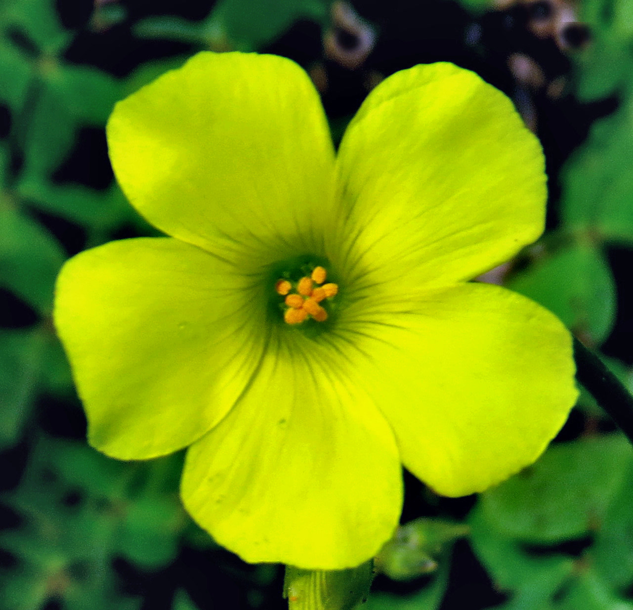 Canon PowerShot SX50 HS + 4.3 - 215.0 mm sample photo. A yellow daisy flower photography