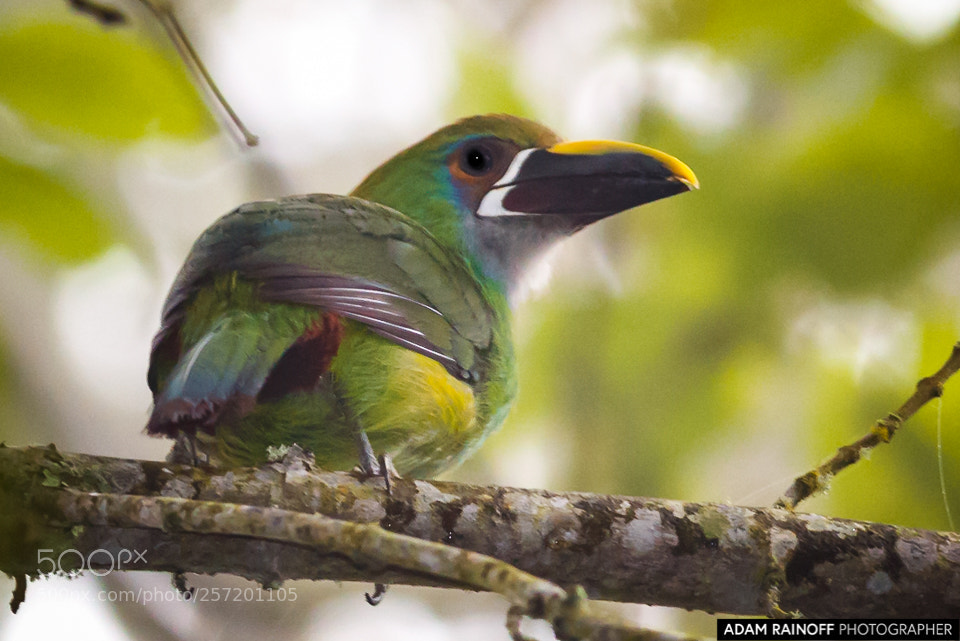 Canon EOS 70D sample photo. Northern andean toucanet alcazares photography