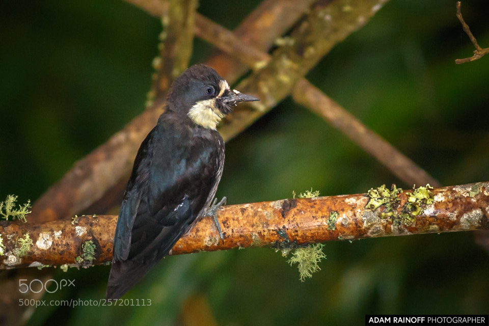 Canon EOS 70D sample photo. Juvenile colombian acorn woodpecker photography