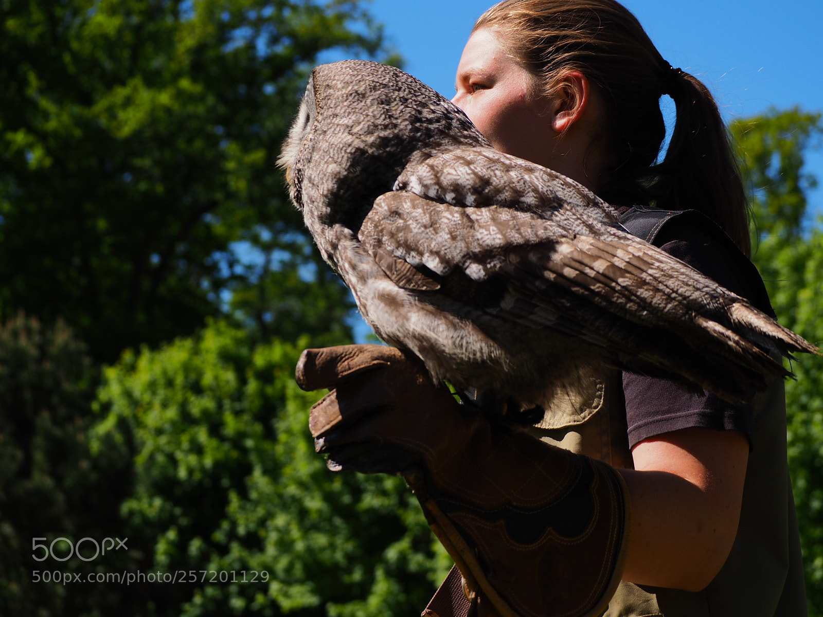 Olympus OM-D E-M10 II sample photo. Eule - startklar zur photography