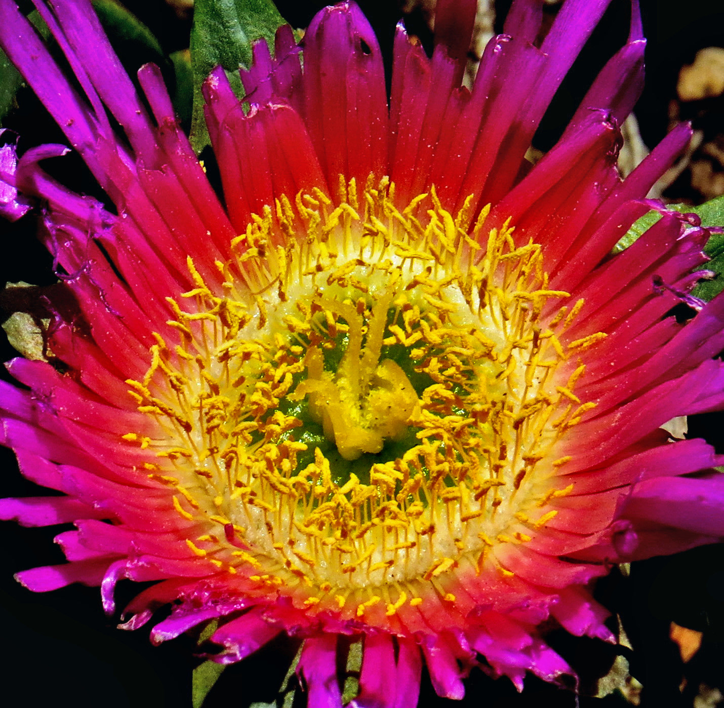 Canon PowerShot SX50 HS + 4.3 - 215.0 mm sample photo. A bright purple dandelion flower photography