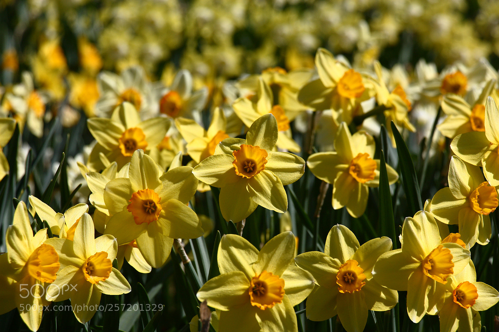 Canon EOS 450D (EOS Rebel XSi / EOS Kiss X2) sample photo. Field of yellow narcissuses. photography