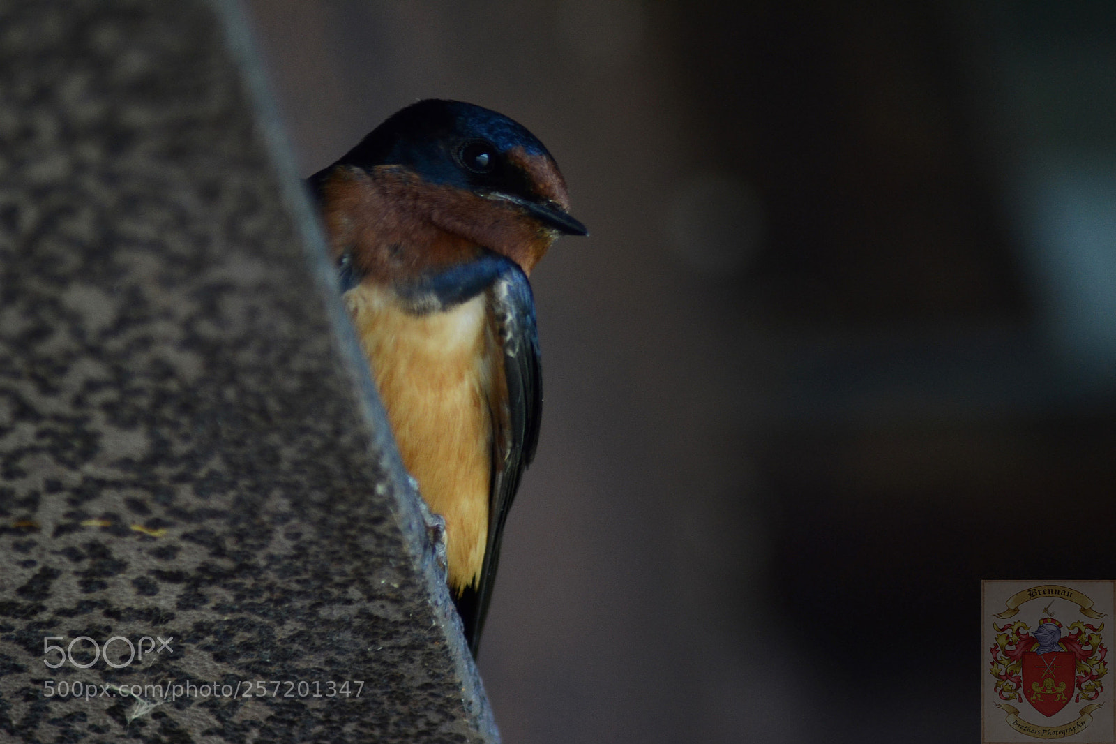 Nikon D3100 sample photo. Resting swallow photography