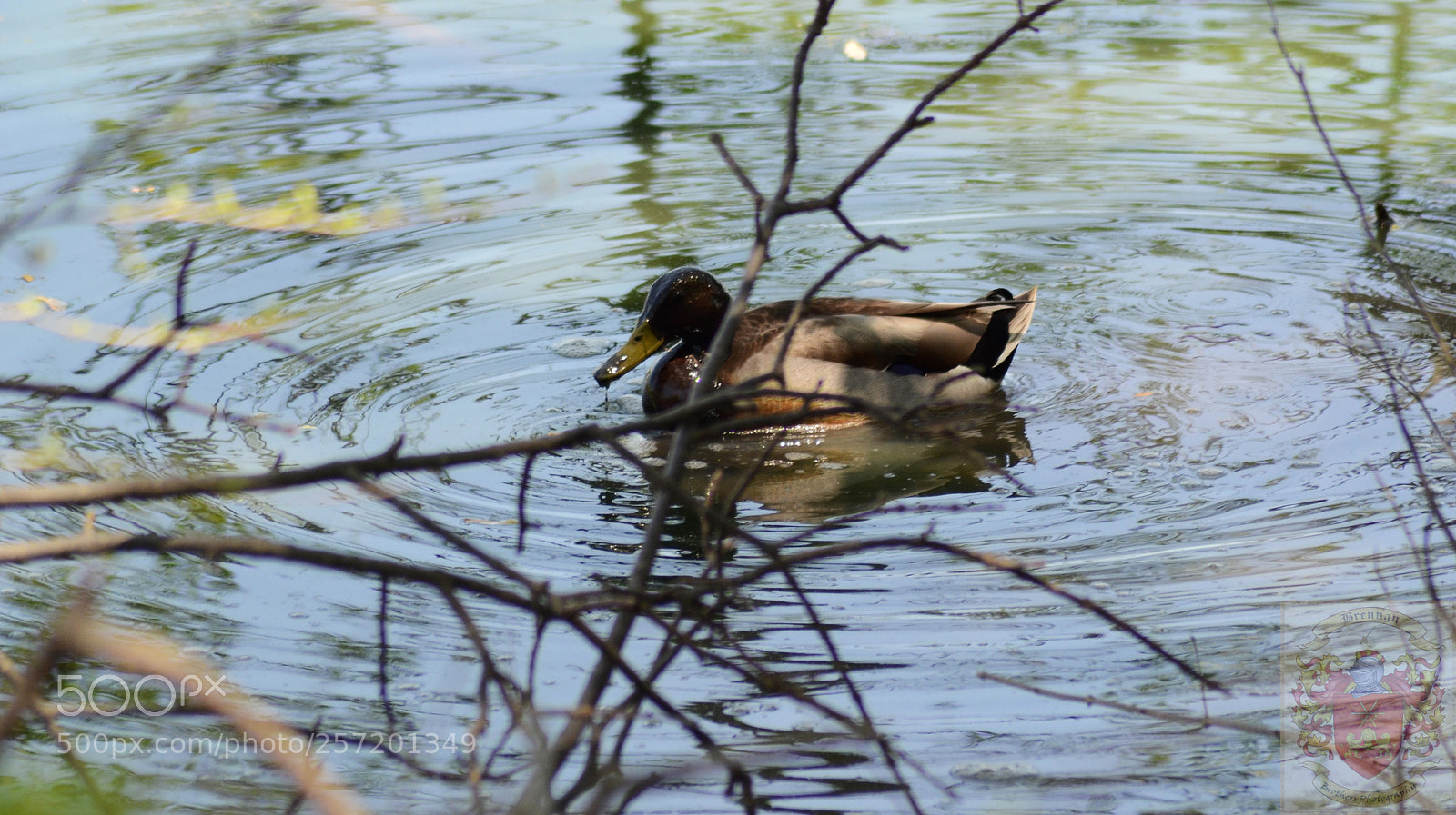 Nikon D3100 sample photo. Roaming duck photography