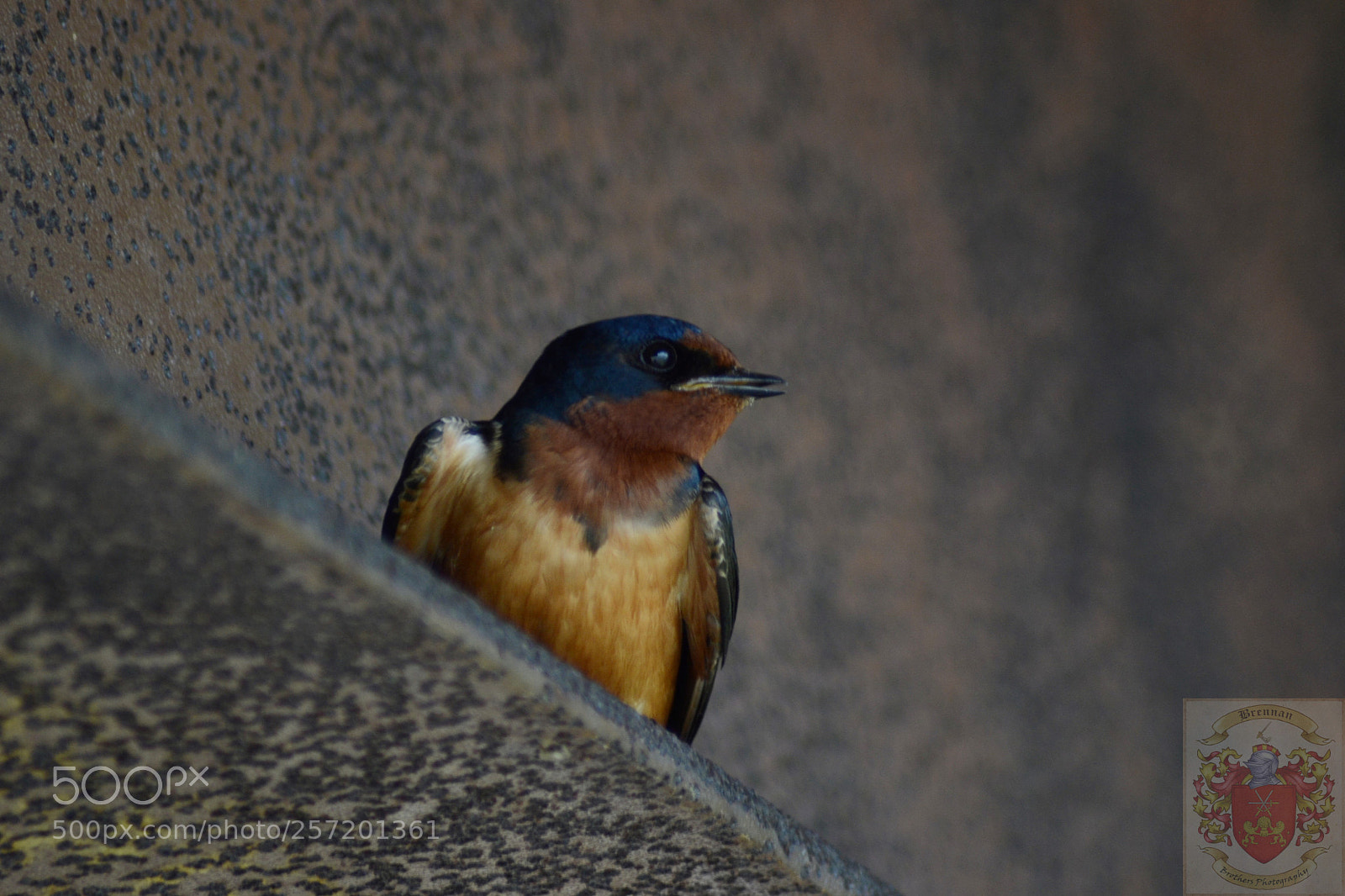 Nikon D3100 sample photo. Roosting swallow photography