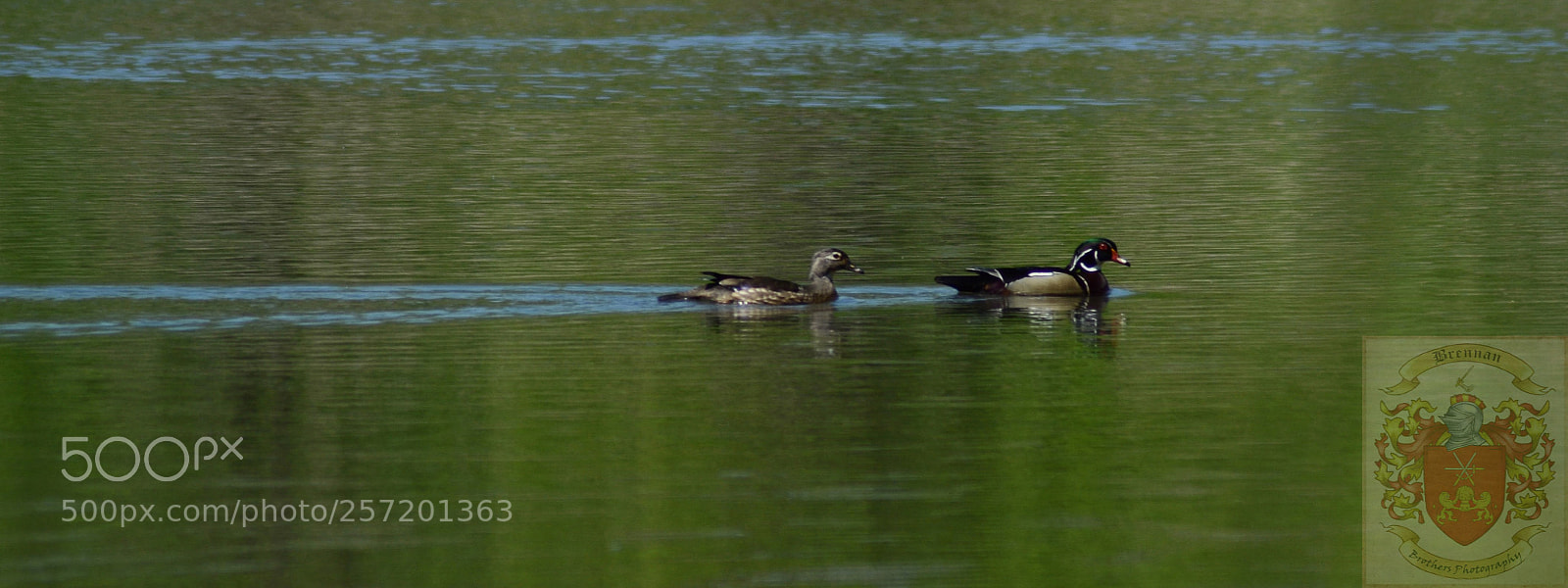 Nikon D3100 sample photo. Relaxing swim photography