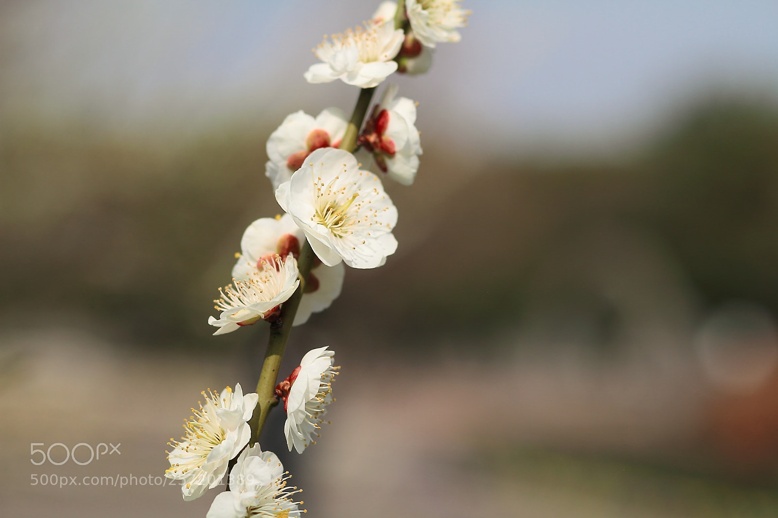 Canon EOS 7D + Canon EF 50mm F1.8 II sample photo. Plum blossom photography