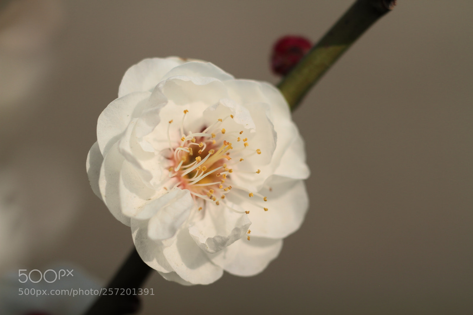 Canon EOS 7D + Canon EF 50mm F1.8 II sample photo. Plum blossom photography