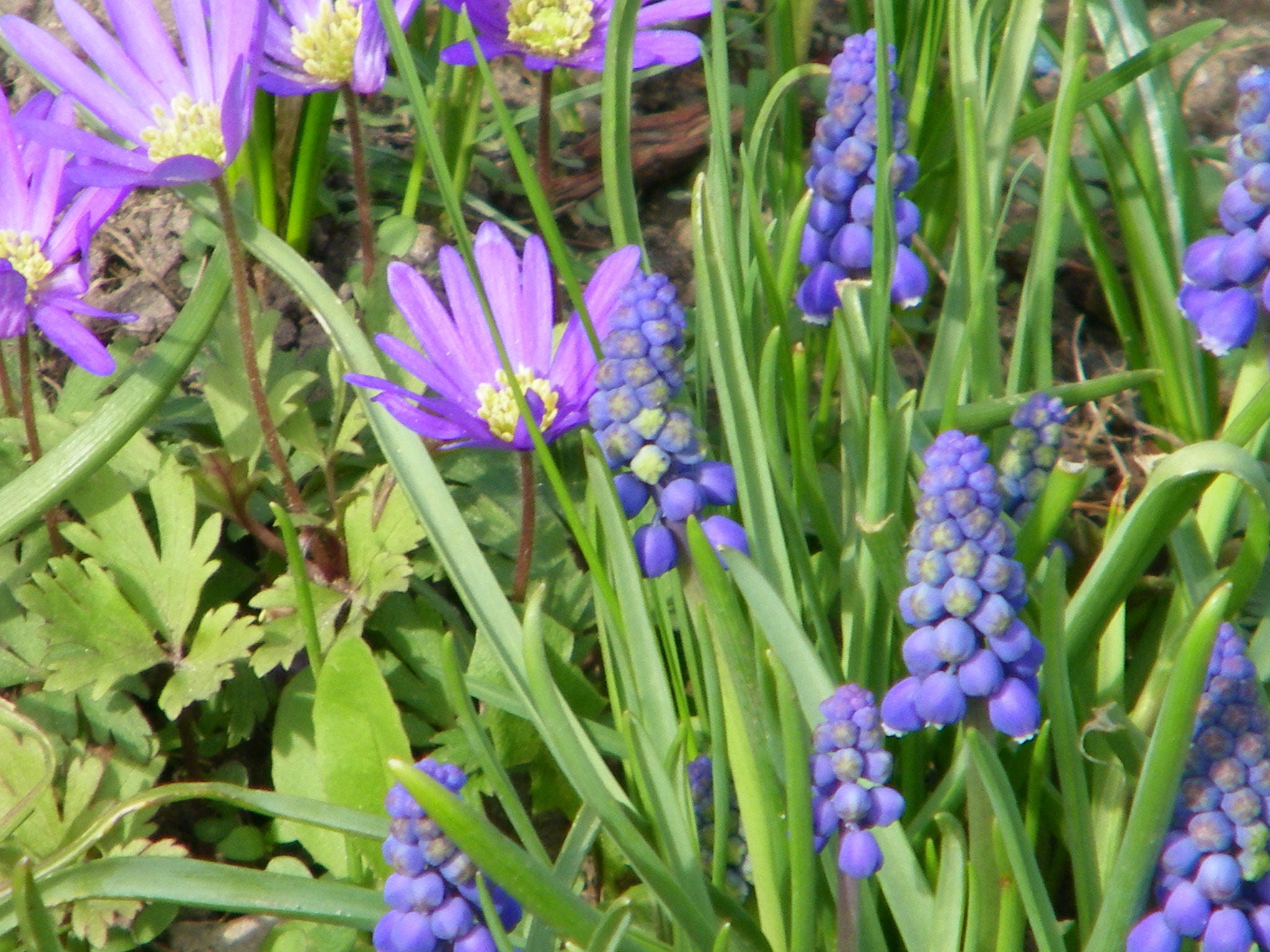 Kodak EASYSHARE Z1015 IS DIGITAL CAMERA sample photo. Somebodies garden photography