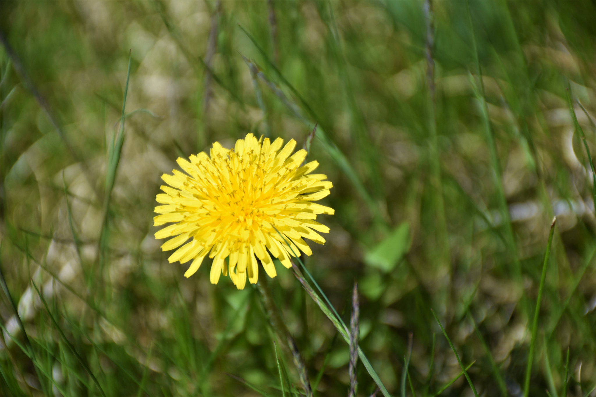 Nikon D7200 sample photo. Dandelion photography