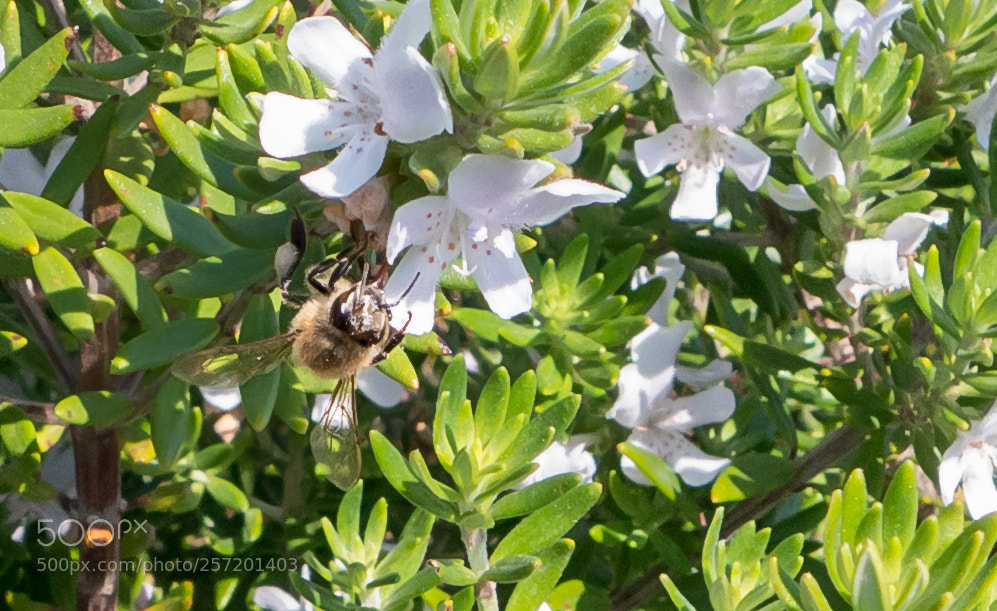 Panasonic Lumix DMC-LX7 sample photo. P photography