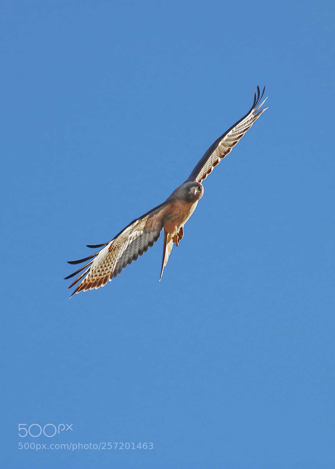 Canon EOS 750D (EOS Rebel T6i / EOS Kiss X8i) sample photo. Caught red tailed! photography
