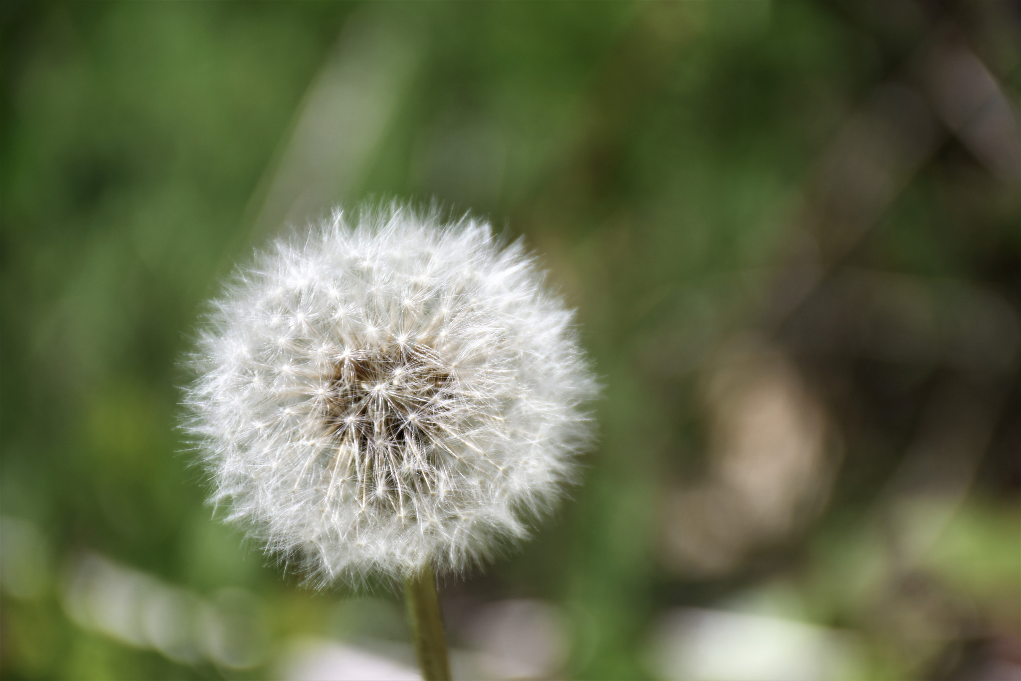 Nikon D7200 sample photo. White photography