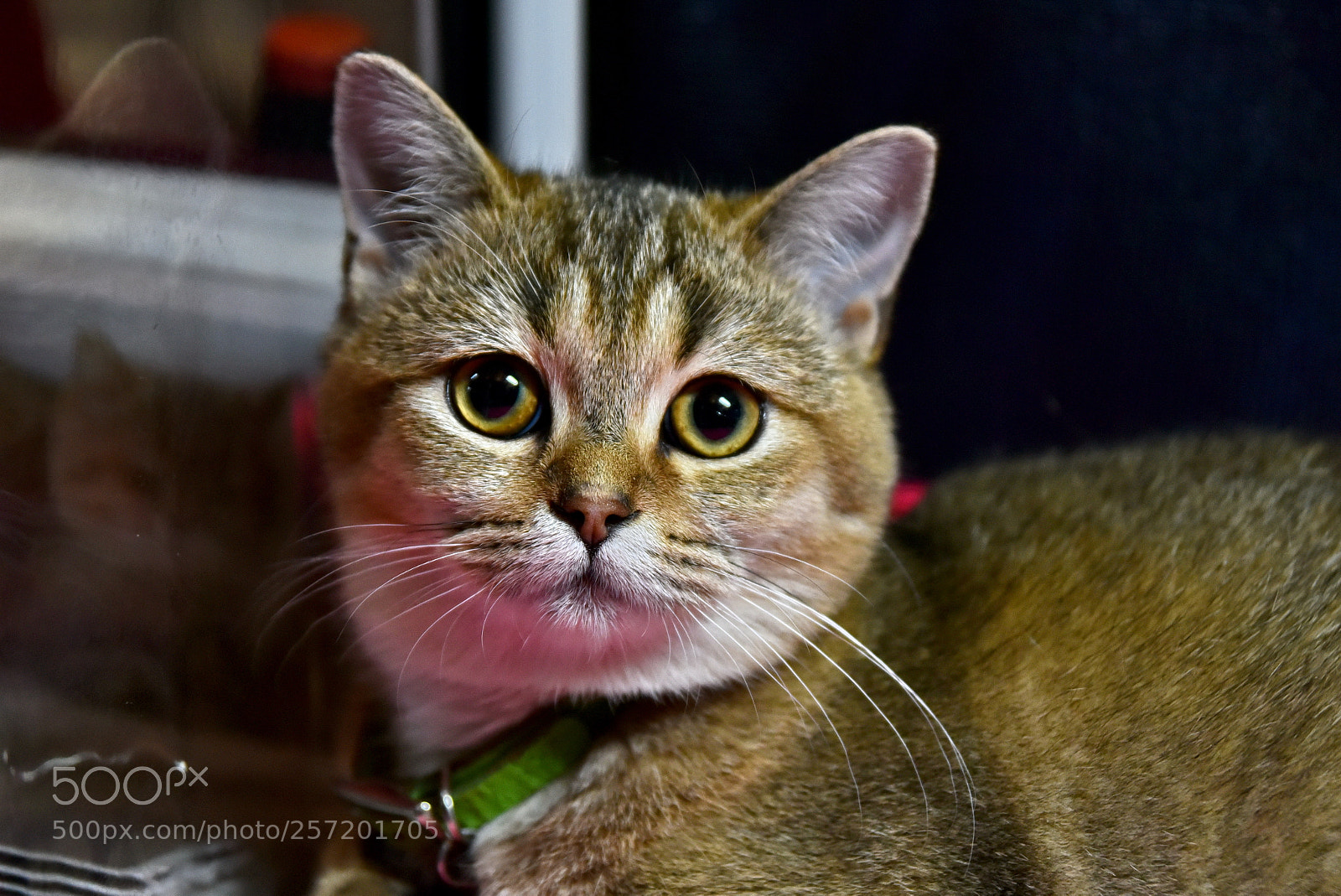 Nikon D750 sample photo. Portrait.. photography