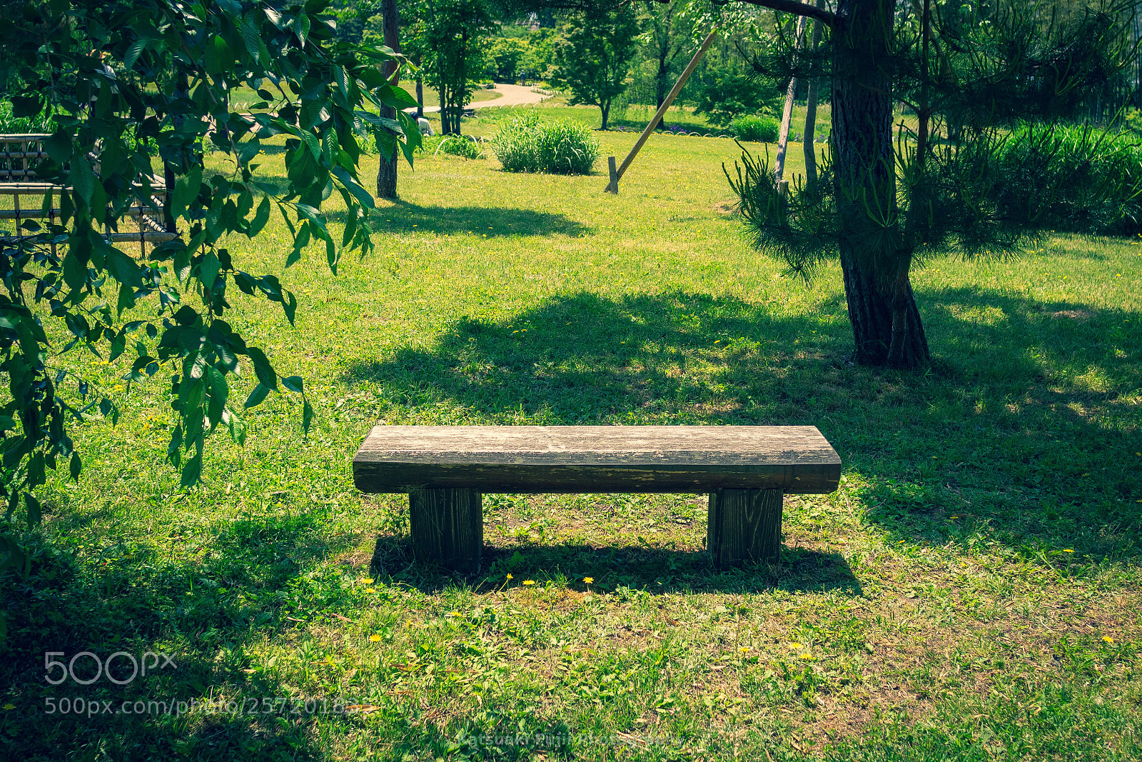 Olympus OM-D E-M1 sample photo. Shade of tree with photography