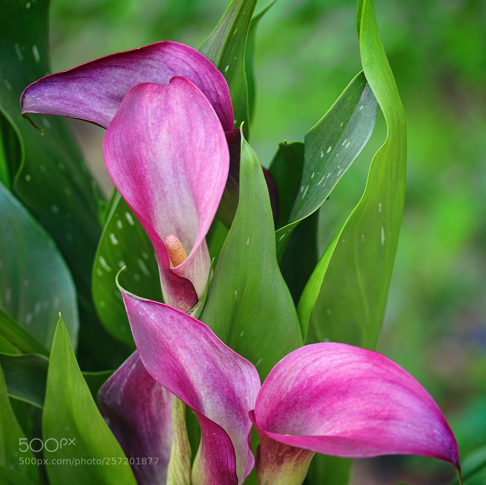 Canon EOS 70D sample photo. Calla lilies photography