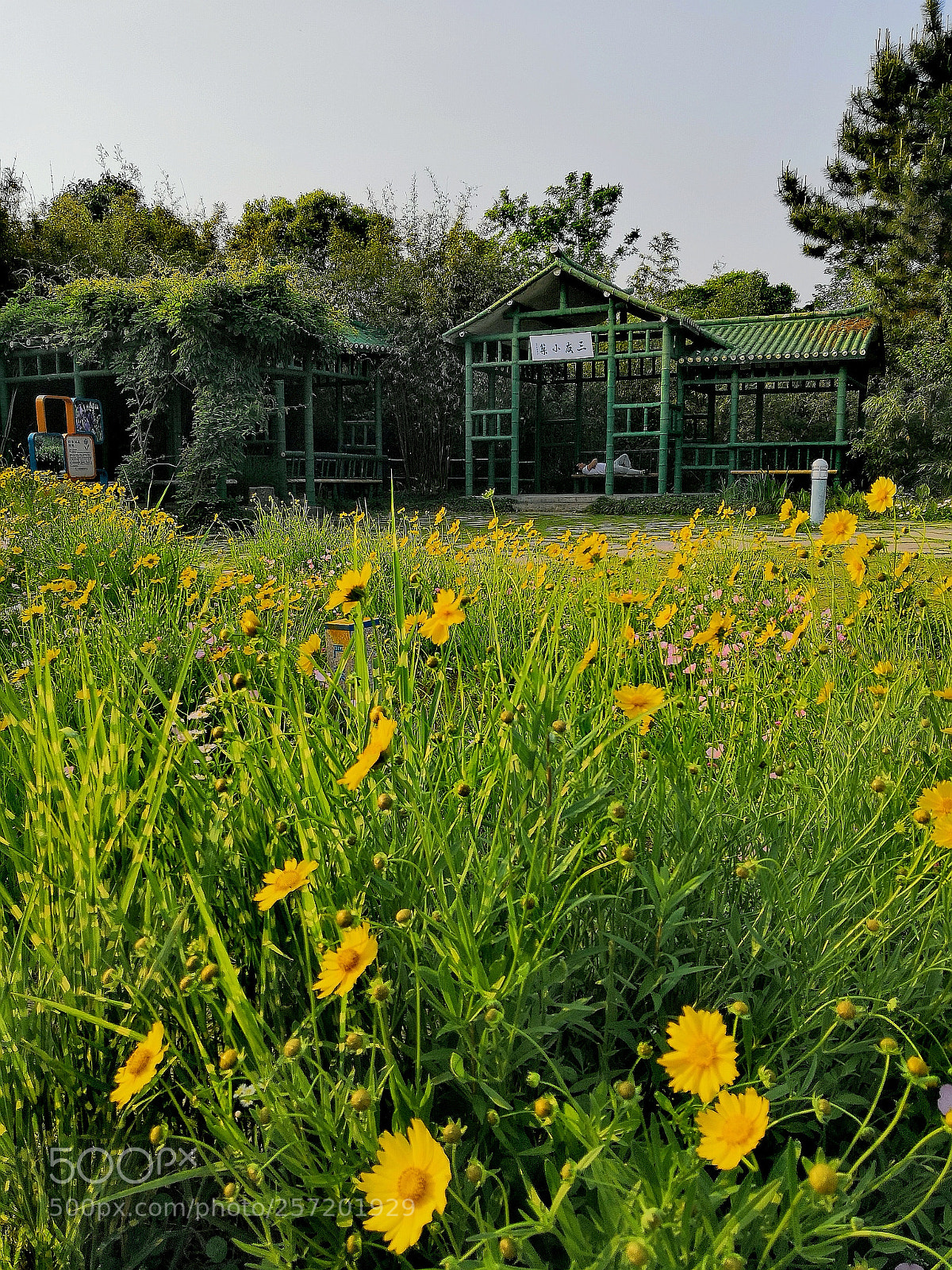 HUAWEI Honor 10 sample photo. Flower photography