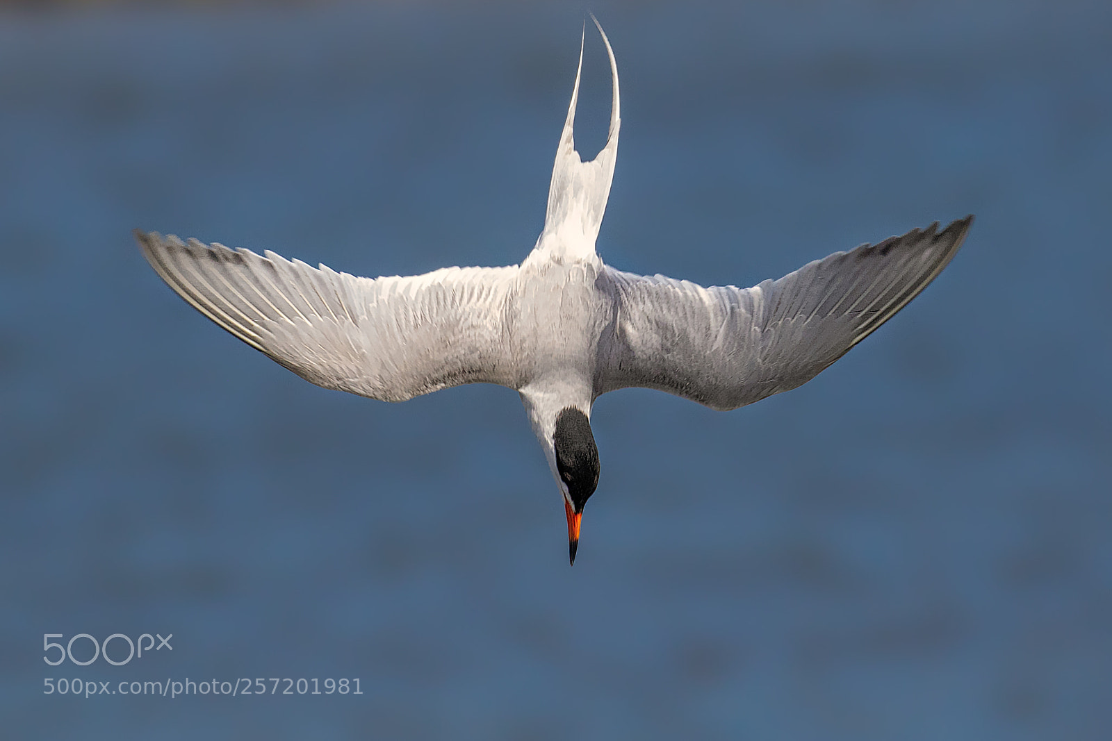 Canon EOS 7D Mark II sample photo. Free fallin' photography