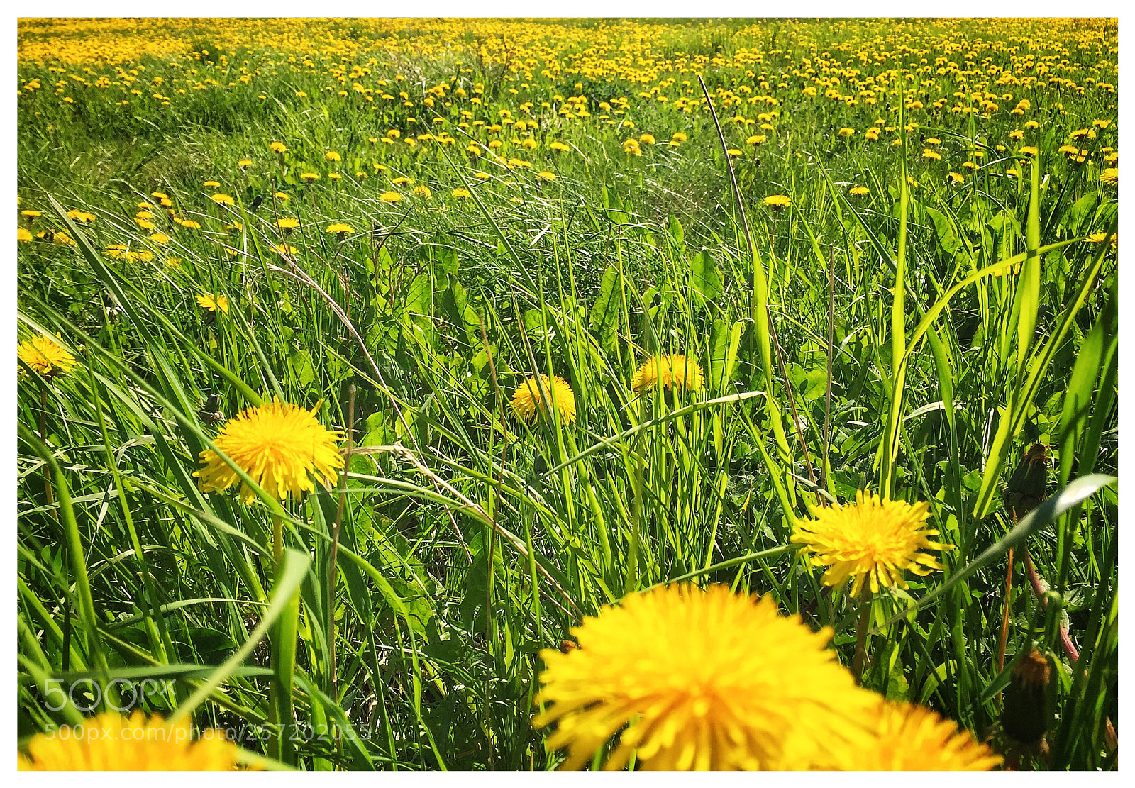 Apple iPhone 6 Plus sample photo. Spring in denmark photography