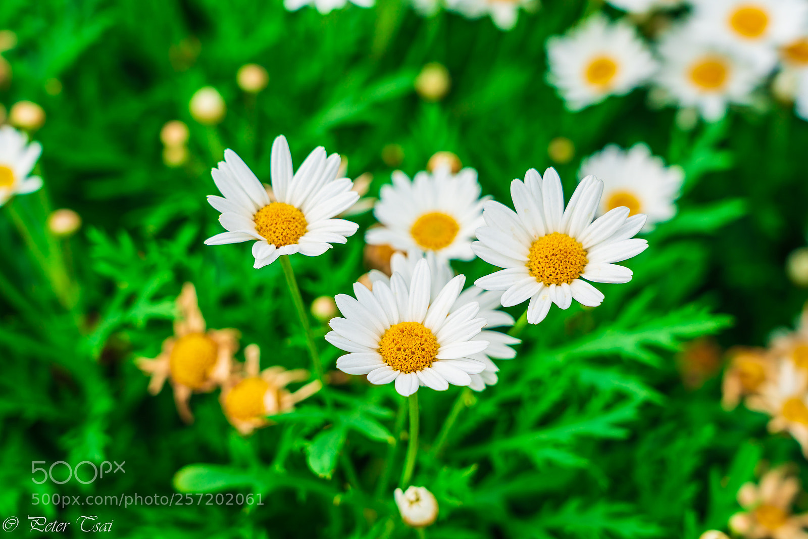 Sony a7R III sample photo. 大濱菊 photography