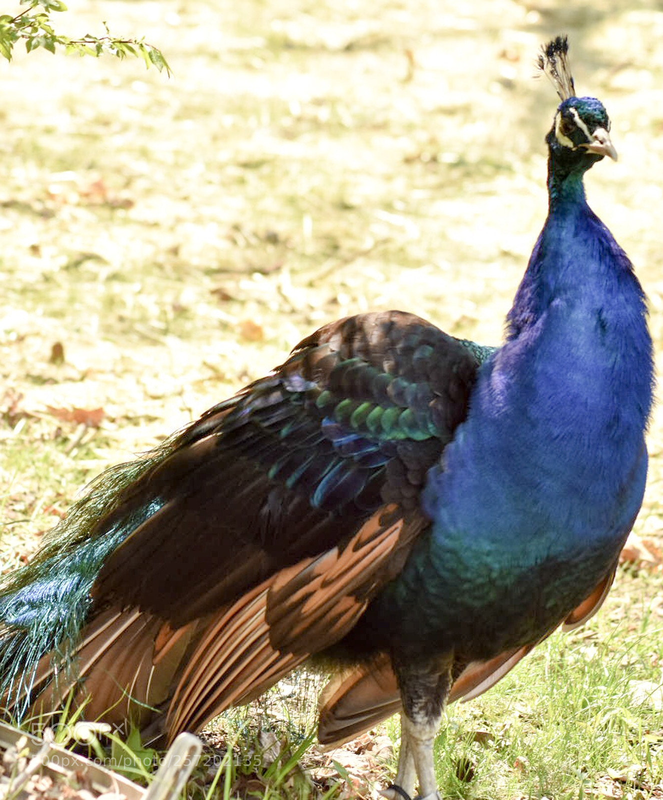 Nikon D3400 sample photo. Peacock photography