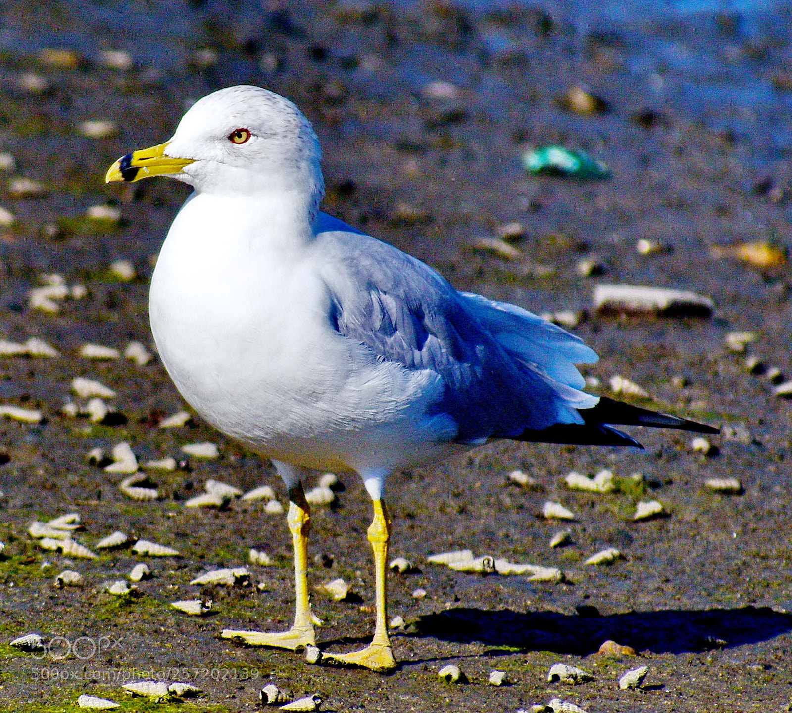 Nikon D7200 sample photo. Baby seagull standing on photography