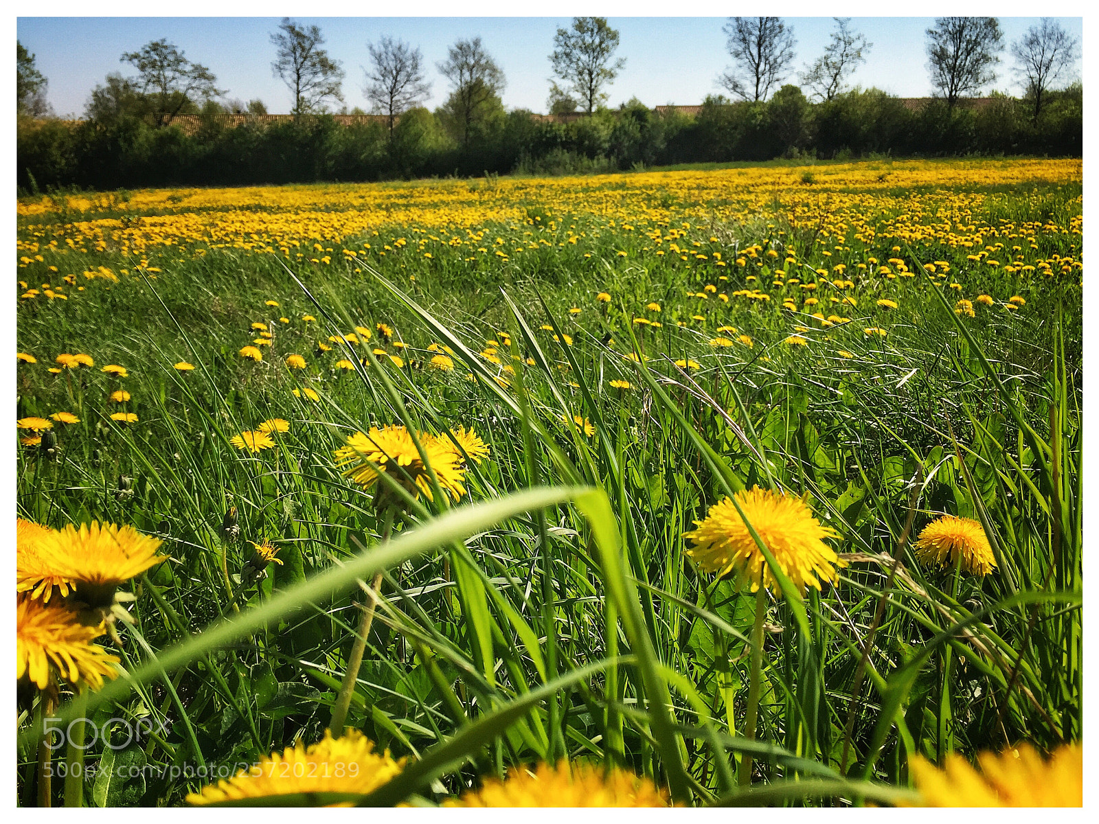 Apple iPhone 6 Plus sample photo. Spring in denmark photography