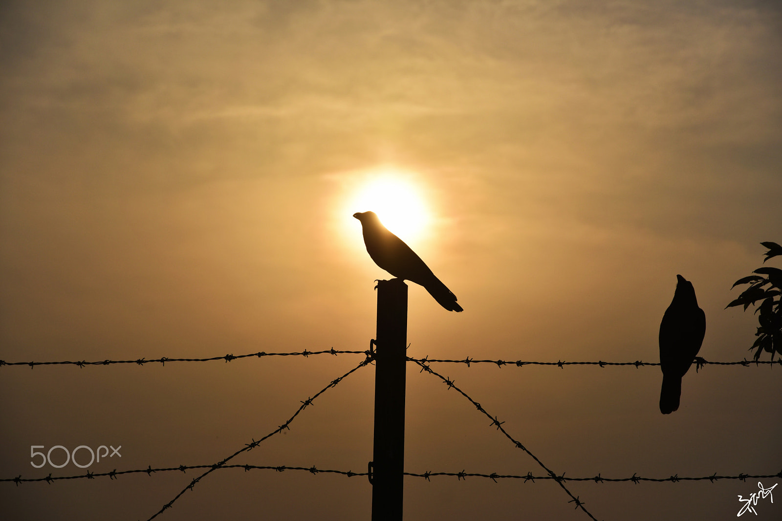 Nikon D7200 sample photo. A bird in the sun. photography