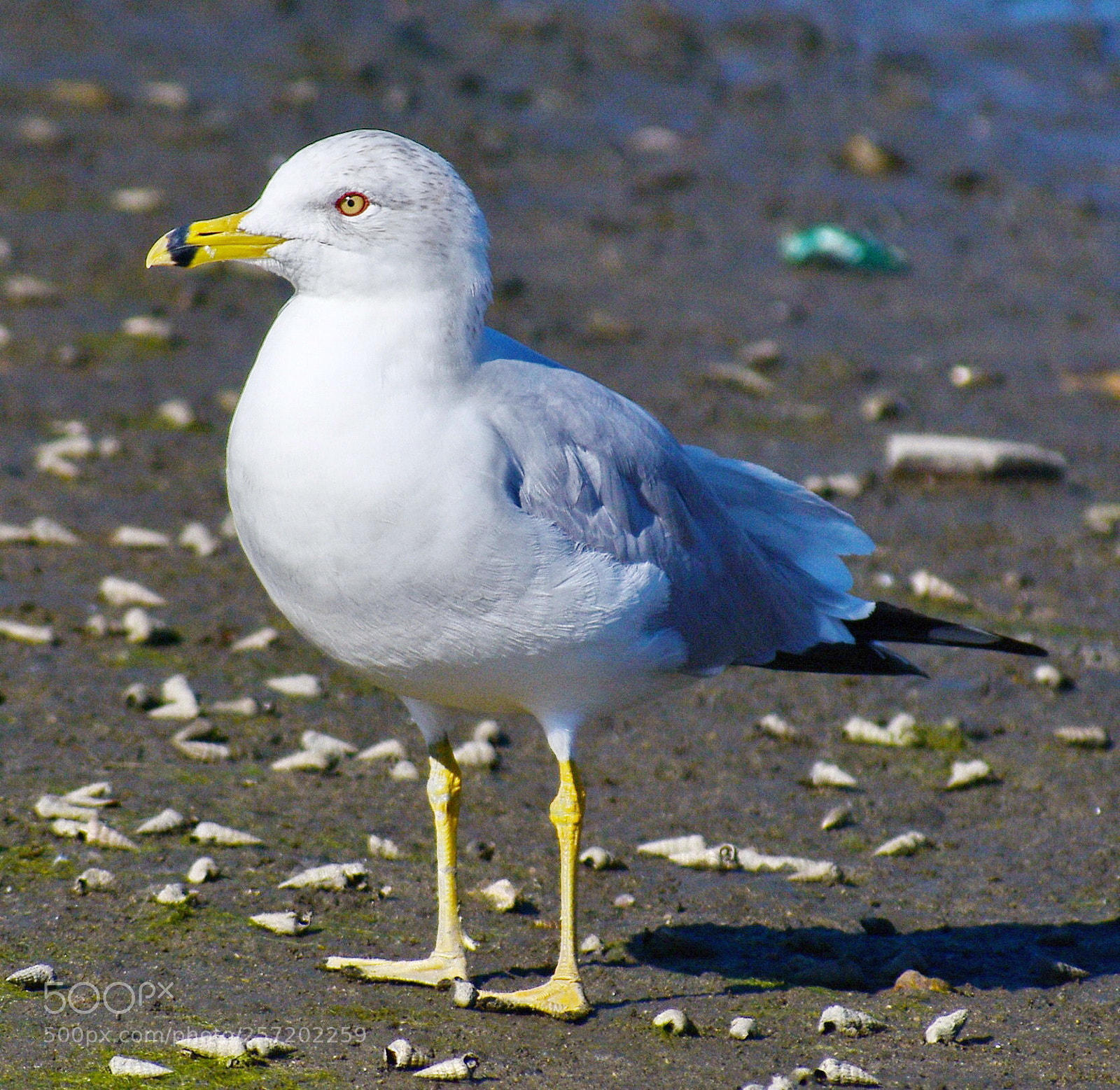 Nikon D7200 sample photo. Baby seagull standing on photography
