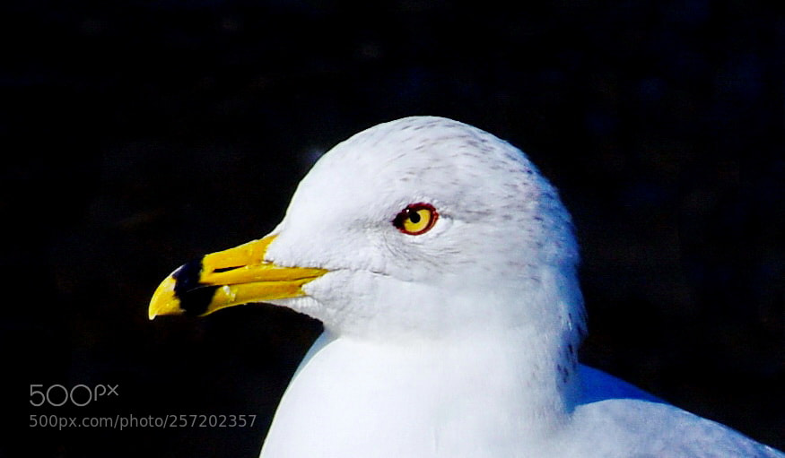 Nikon D7200 sample photo. A nice baby seagull photography