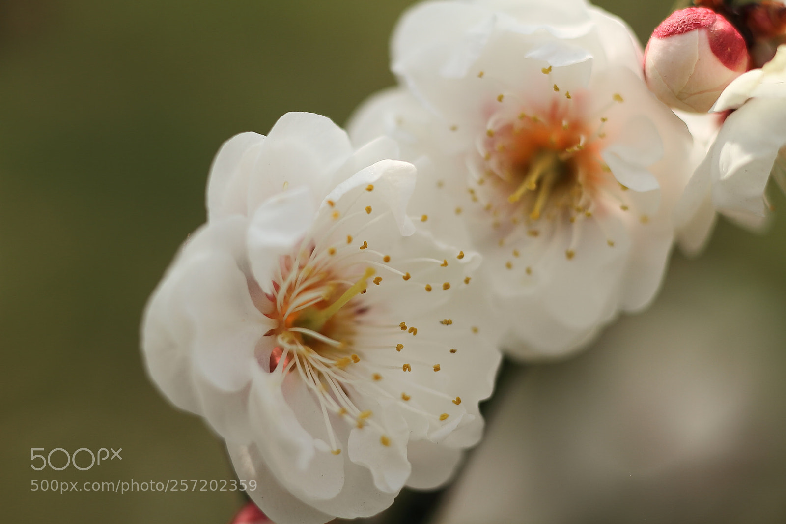 Canon EOS 7D + Canon EF 50mm F1.8 II sample photo. Plum blossom photography