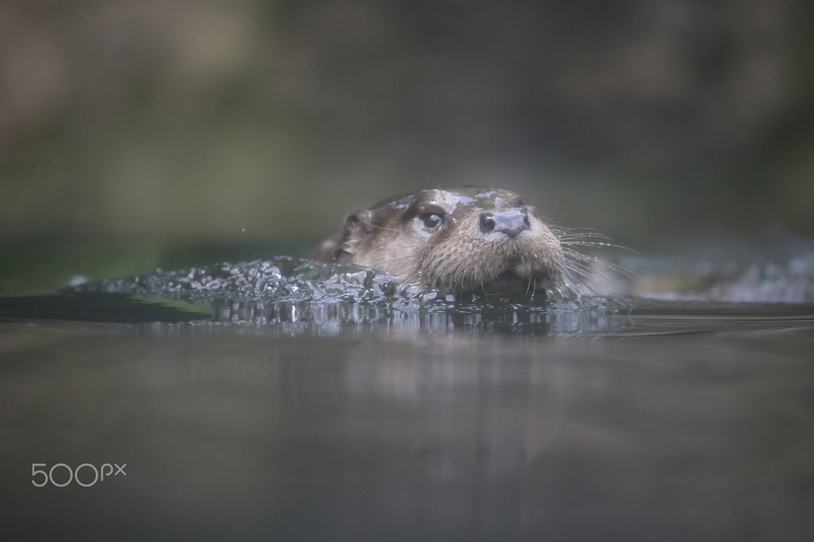 Canon EOS-1D X + Canon EF 100-400mm F4.5-5.6L IS II USM sample photo. Otter photography