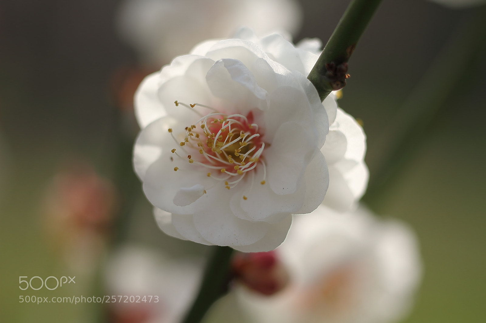 Canon EOS 7D + Canon EF 50mm F1.8 II sample photo. Plum blossom photography