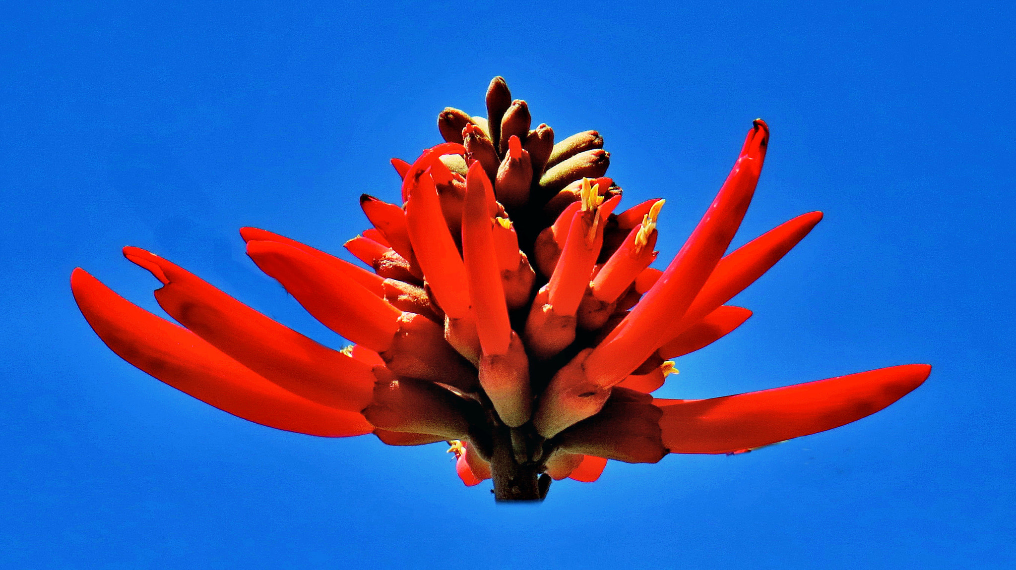 Canon PowerShot SX50 HS + 4.3 - 215.0 mm sample photo. Red pinecomb flower in the sky photography