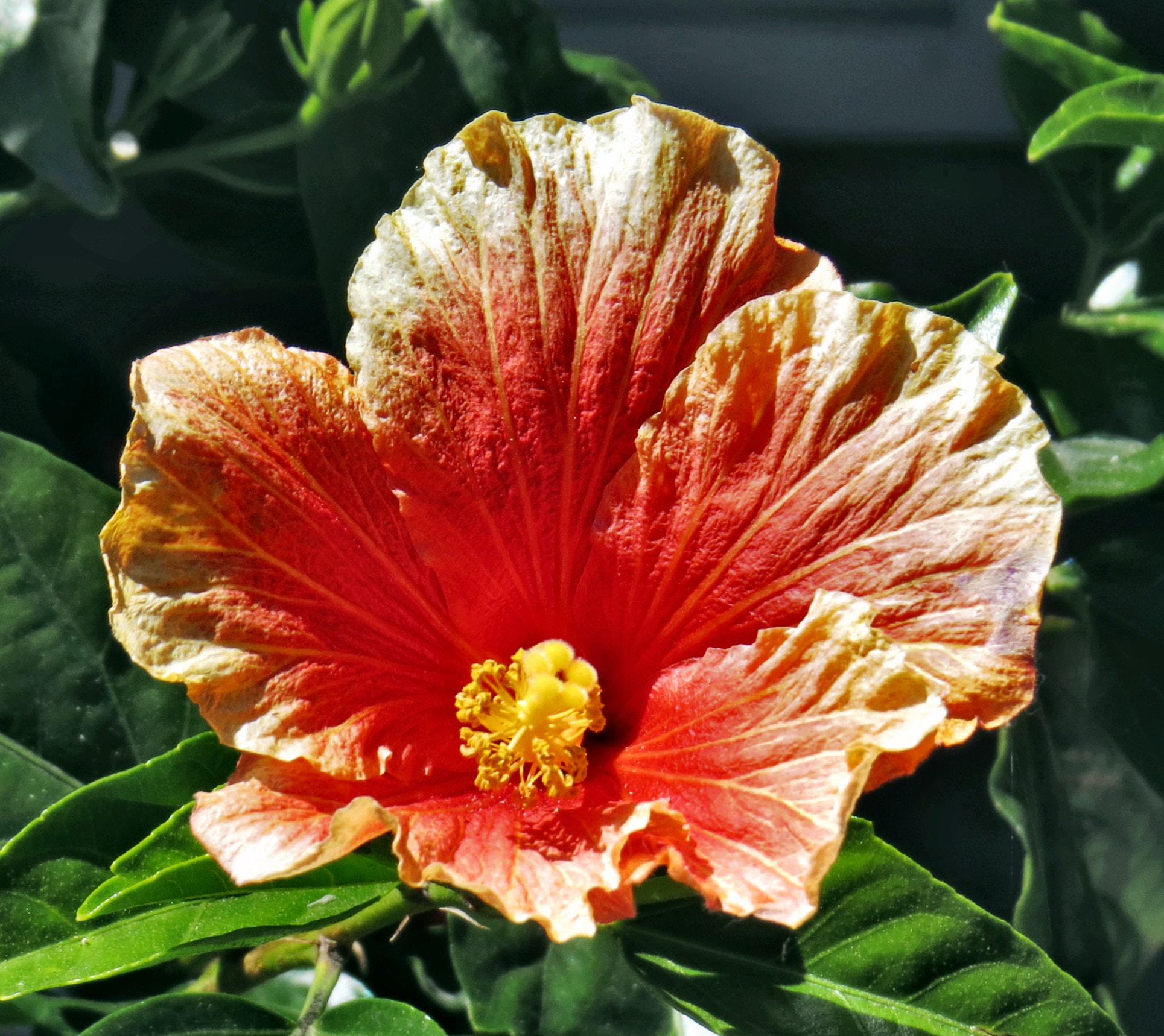 4.3 - 215.0 mm sample photo. A deep gold flower photography