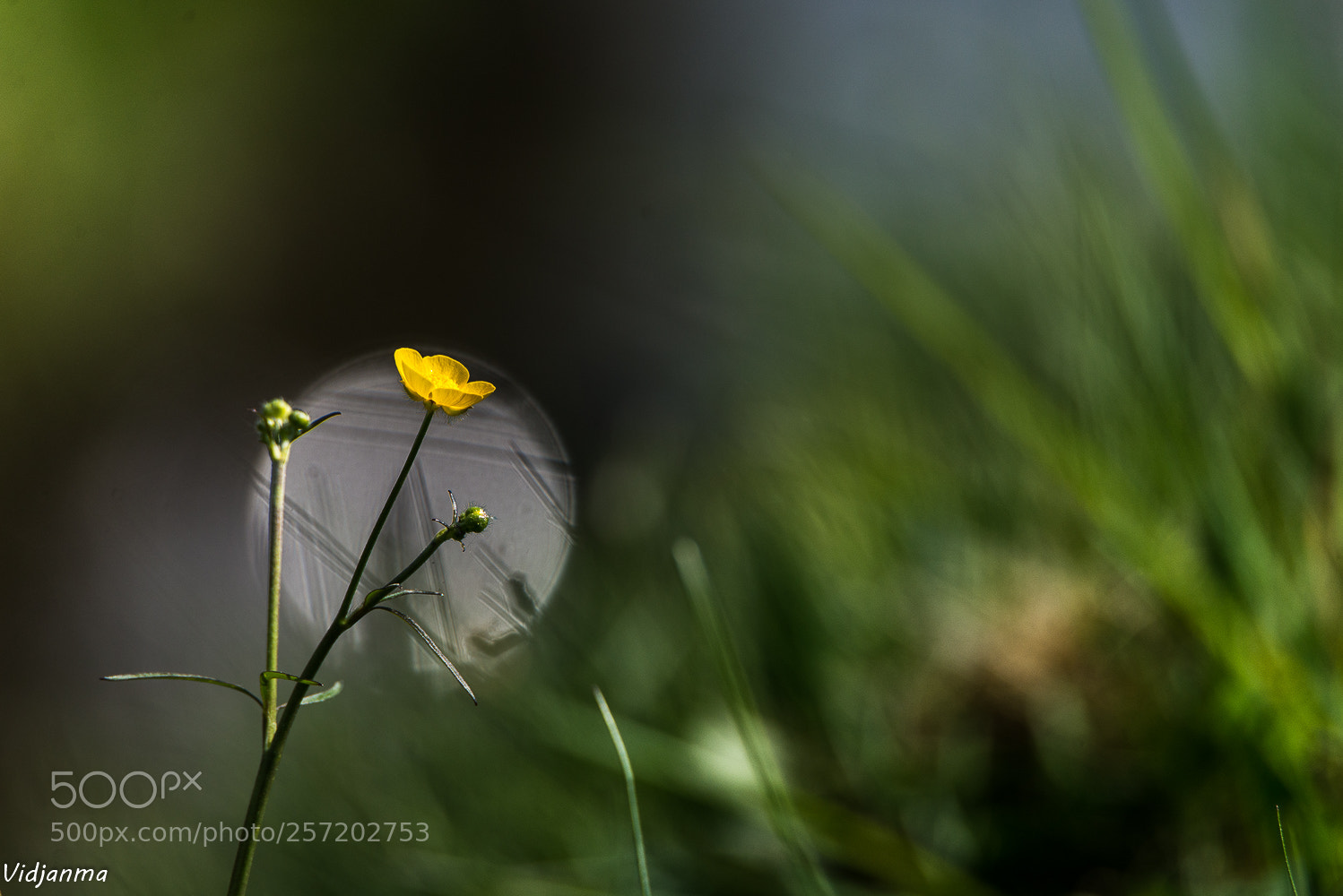 Nikon D610 sample photo. Bouton d'or photography