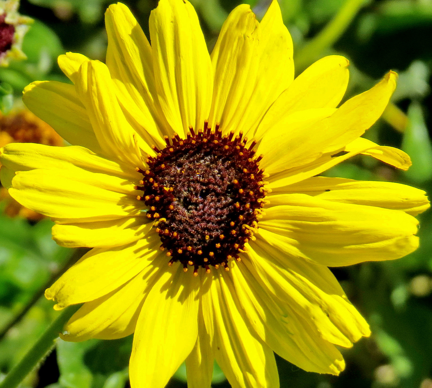 Canon PowerShot SX50 HS + 4.3 - 215.0 mm sample photo. A yellow sunflower photography