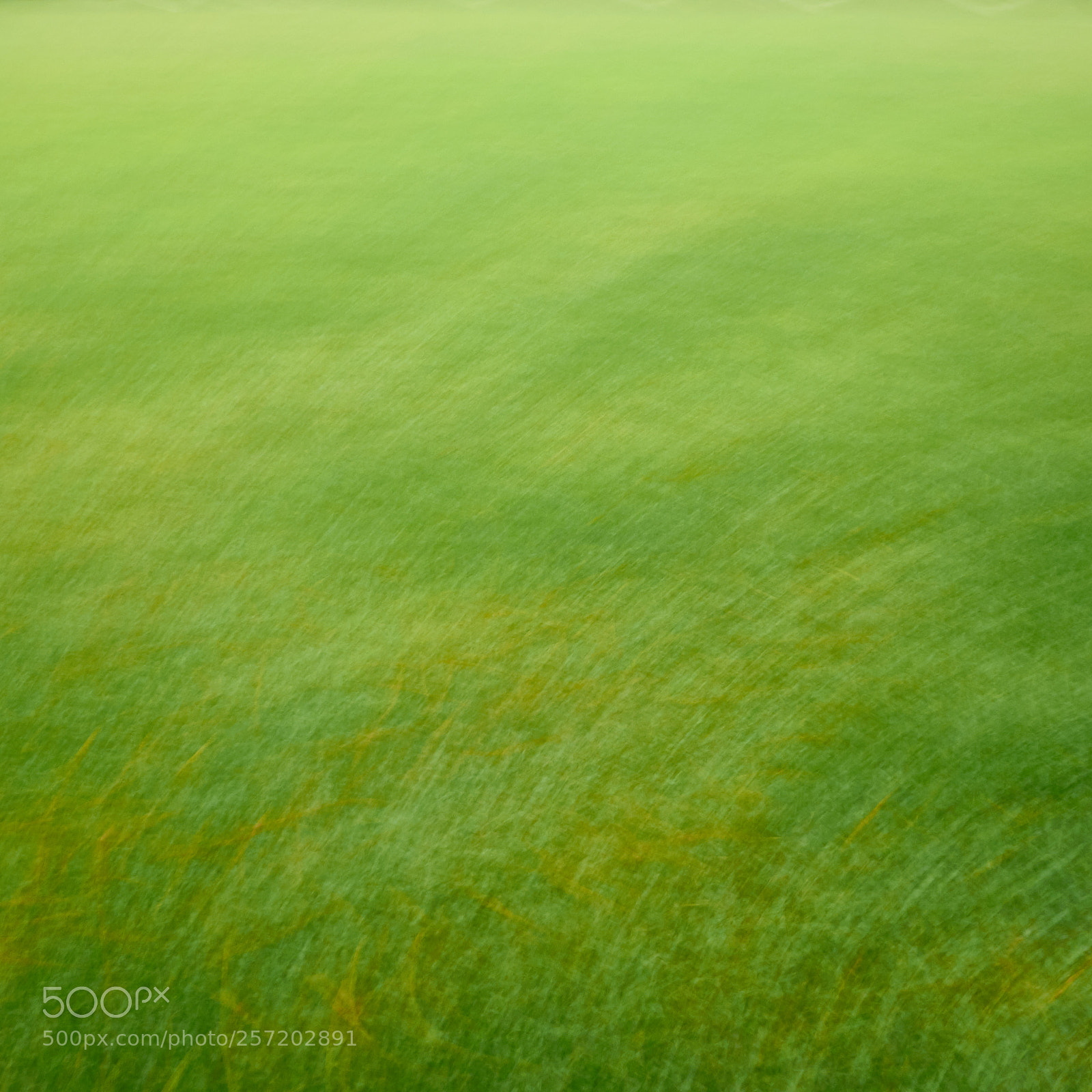 Nikon D5100 sample photo. Green photography