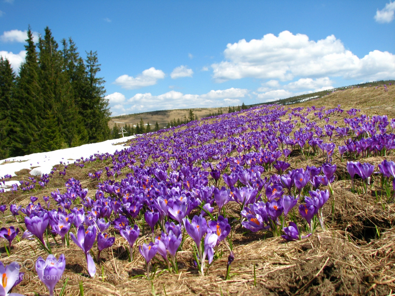 Canon POWERSHOT S5 IS sample photo. Сrocuses in the carpathians photography
