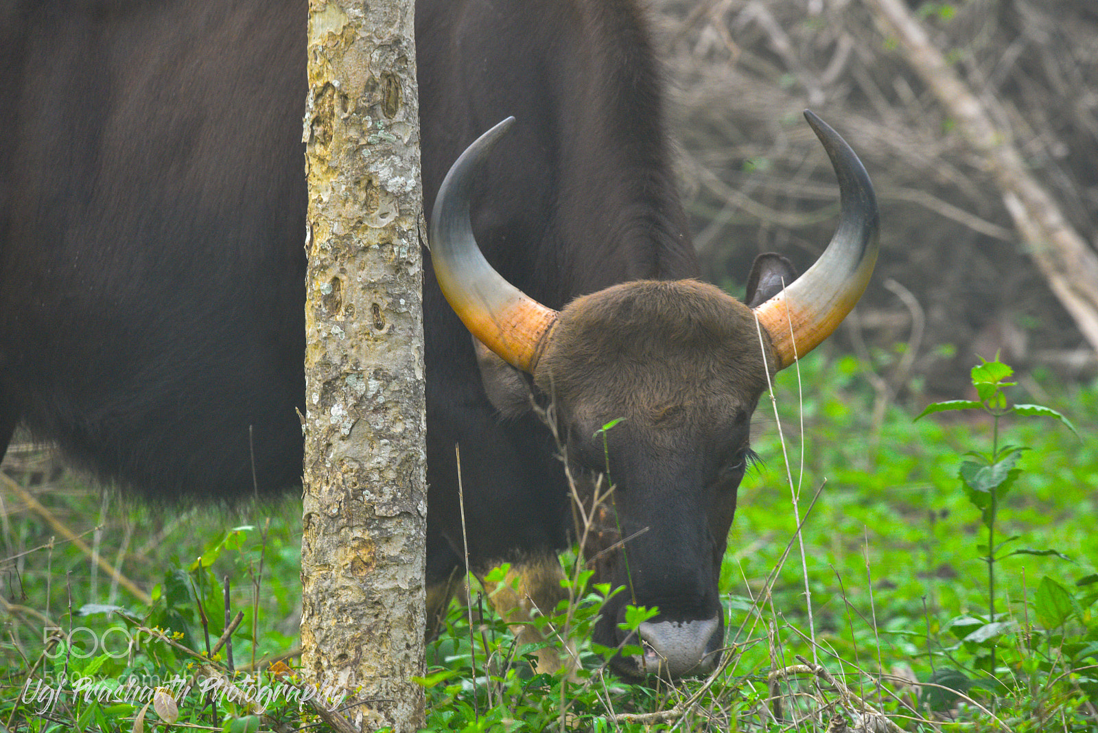 Nikon D810 sample photo. Wildbeast photography