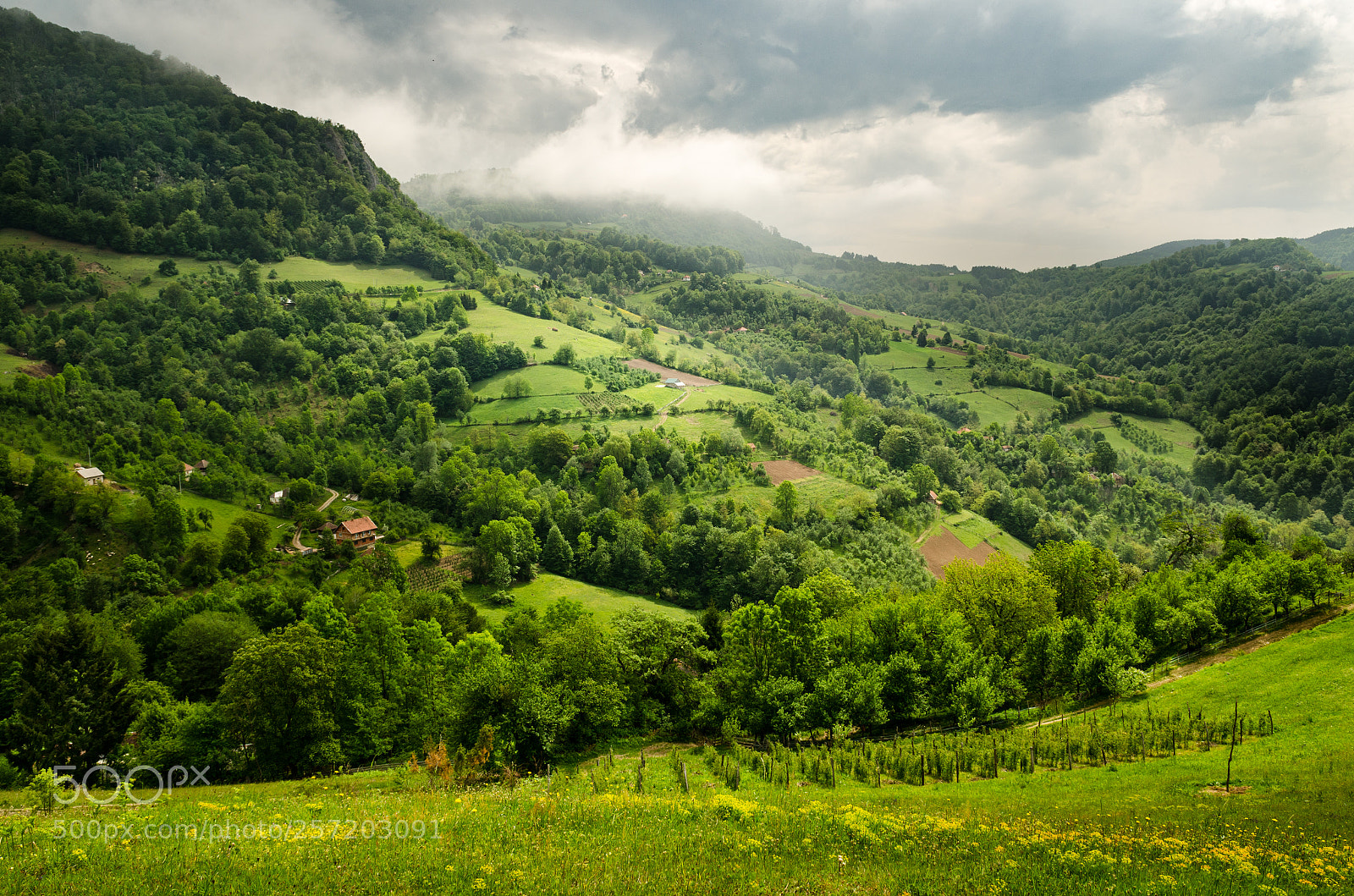 Nikon D7000 sample photo. Complex green photography