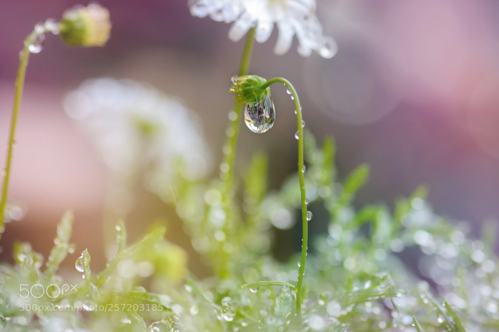 Nikon D5500 sample photo. Drops photography