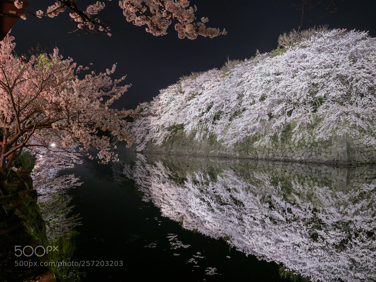 Olympus OM-D E-M1 Mark II sample photo. Cherry trees in full photography